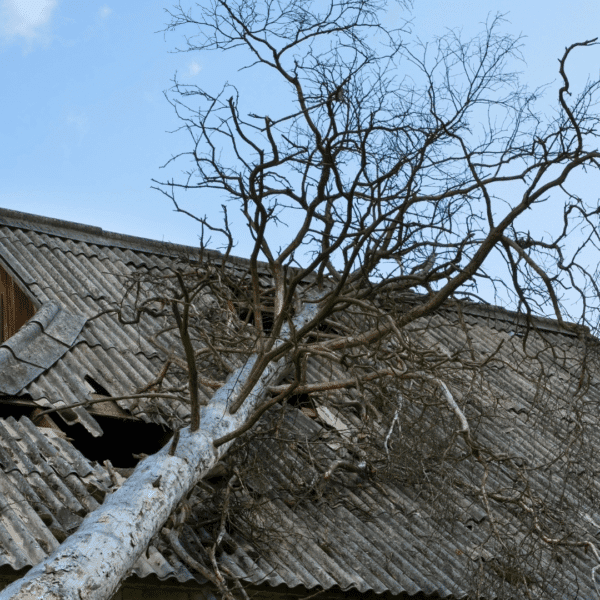 A downed tree on a damaged roof.