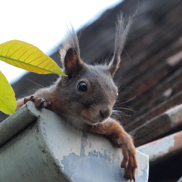 Why Gutters Are Essential for Your Home’s Health